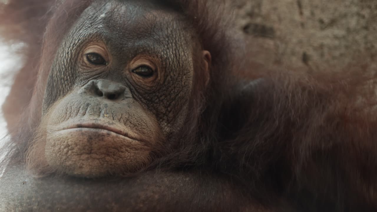 el orangután está aburrido y luego interesado en la cámara