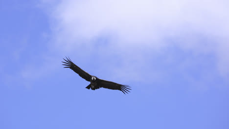 majestic andean condor flying against blue sky with clouds showing huge wingspan