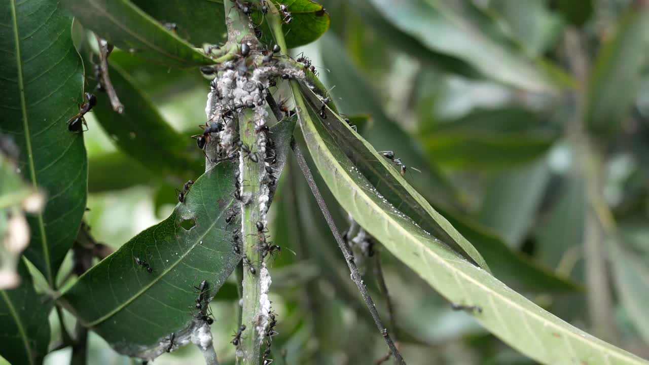hormigas en una rama de árbol con insectos de harina
