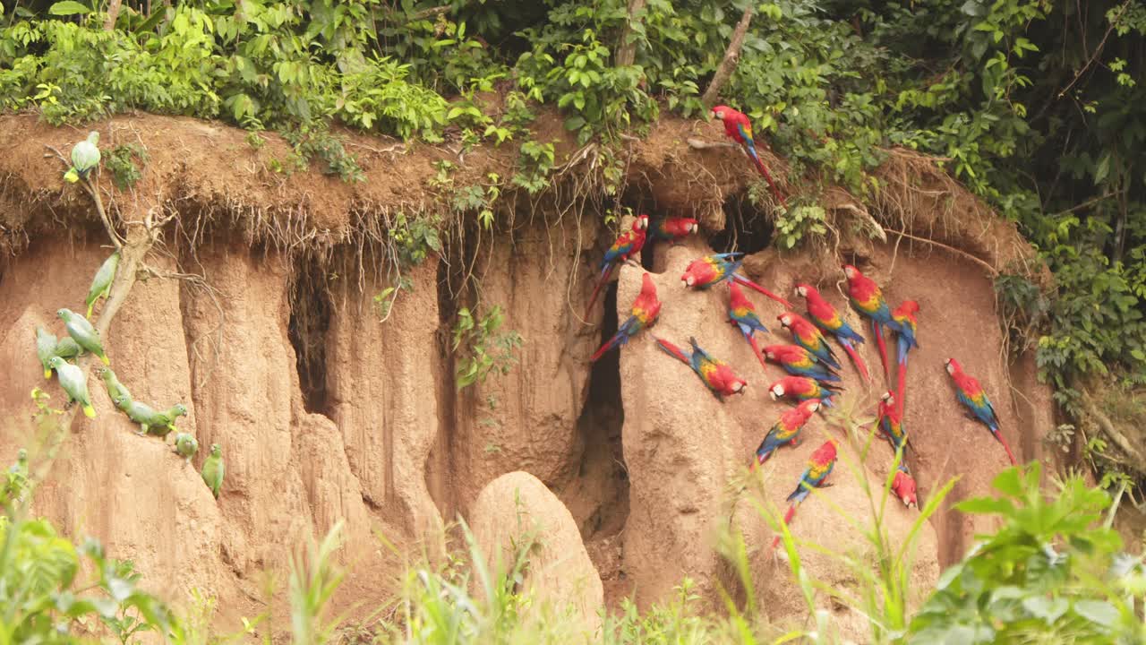 Pan shot showing flocks of mealy parrots and a flock of scarlet macaws on the chuncho clay lick on a bright morning