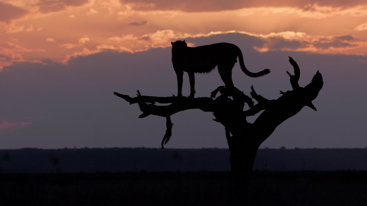Extreme wide silhouette shot of a cheetah climbing to a tree top