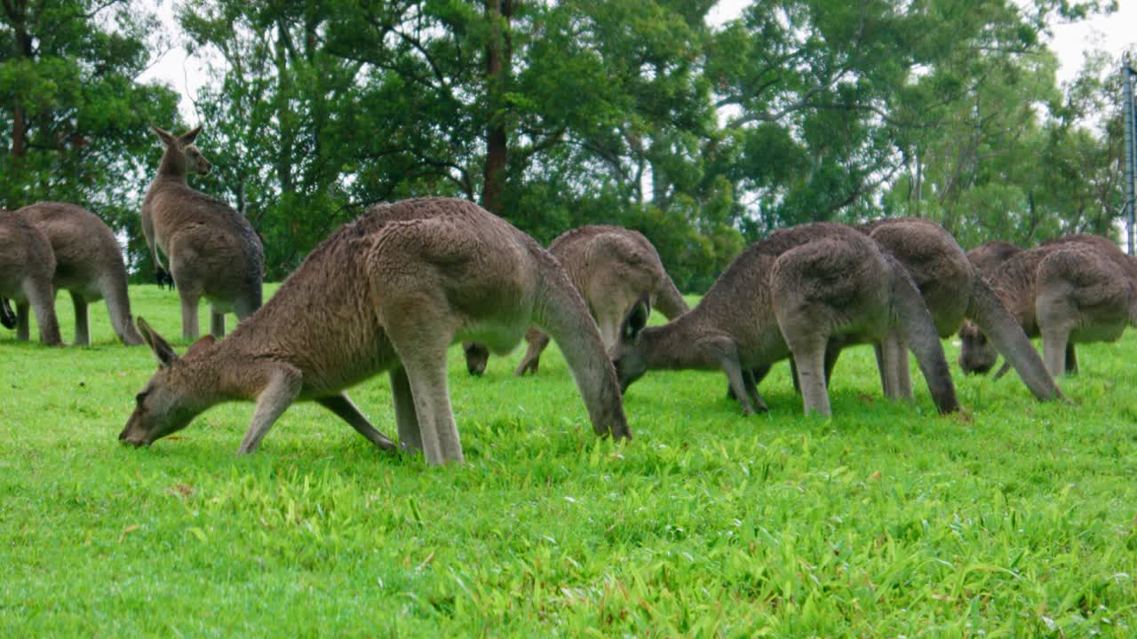 Kangaroo mob eating grass on a field, daytime, Australia