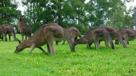kangaroo mob eating grass on a field, daytime, australia