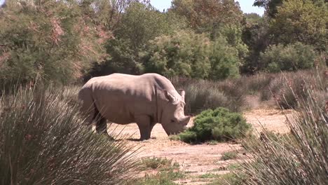 Nashorn-In-Freier-Wildbahn