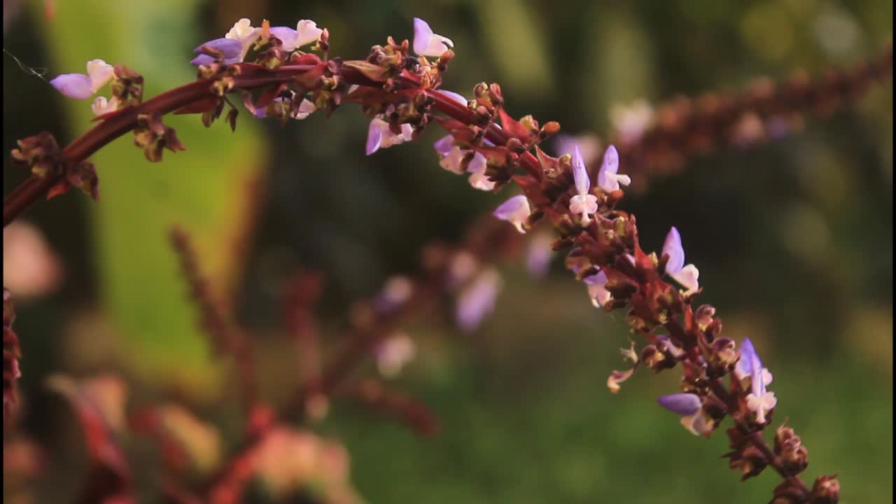 flores púrpuras en tallos rojos