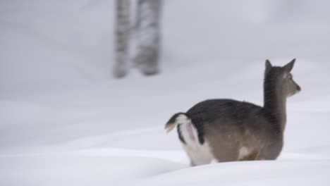 Pixie-white-tailed-deer-frightened-quickly-stampeding-through-the-snow---Medium-tracking-shot