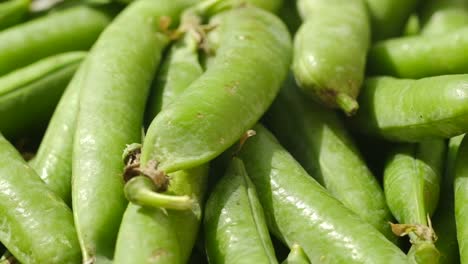 fresh green polka dot pods rotation close up fresh green polka dot pods rotation close up motion loop loop motion