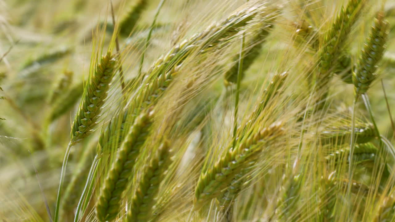 Close-up of barley stalks swaying gently in the wind, showcasing the golden hues of a ripening crop