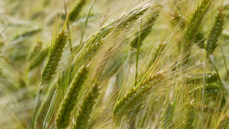 Primer-Plano-De-Los-Tallos-De-Cebada-Meciéndose-Suavemente-Con-El-Viento,-Mostrando-Los-Tonos-Dorados-De-Un-Cultivo-En-Maduración