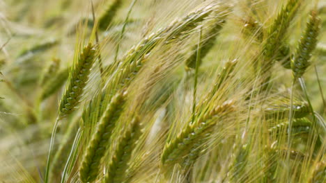 close-up van gerststengels die zachtjes zwaaien in de wind, met de gouden tinten van een rijpende oogst