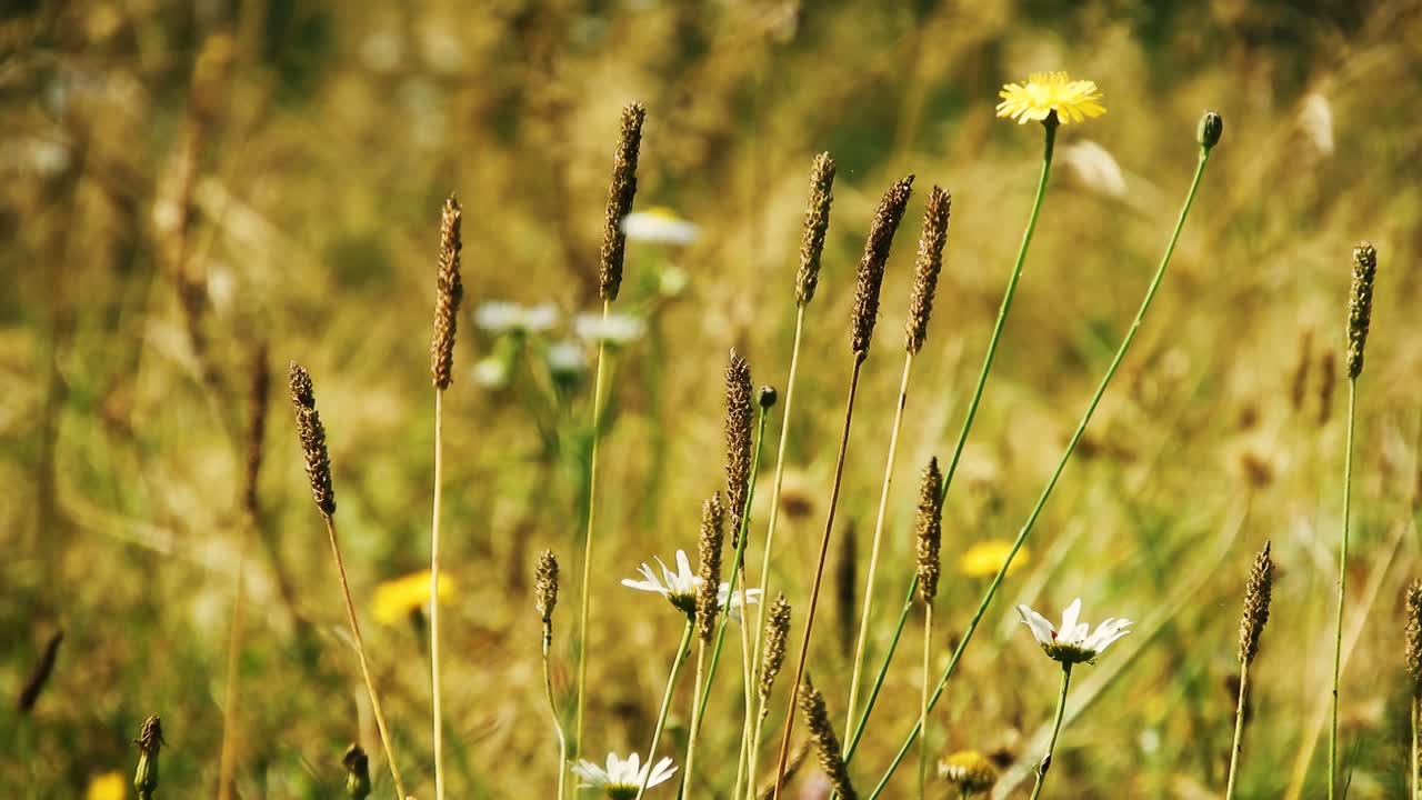 viento a través de la hierba y las flores en un día de primavera