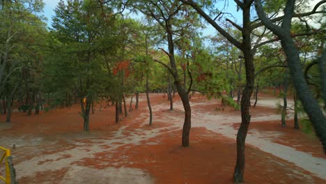 forest trails with tall trees and red brown foliage ground cover in bosque la primavera, guadalajara, mexico. eye level immersive drone aerial view