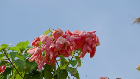 sunbird de cobre hembra se alimenta del néctar que sorbe de la planta de flor de mussaenda enana de musanda rosa y se va volando
