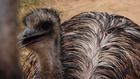 australian wild emu