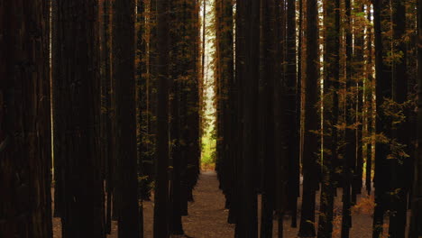 Walk-between-tall-towering-trunks-of-redwoods-in-dense-forest,-natural-background-with-autumn-colors