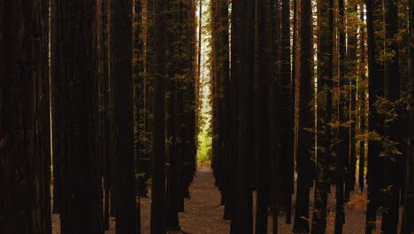 Walk between tall towering trunks of redwoods in dense forest, natural background with autumn colors