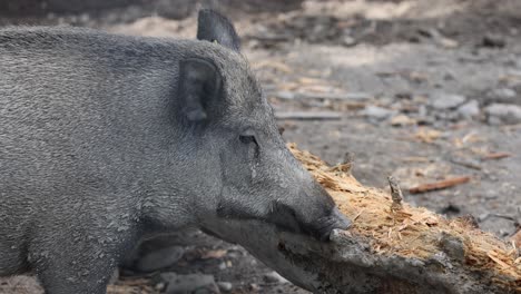 Close-up-shot-of-wild-Boar-biting-into-trunk-of-tree-in-Wilderness,-slow-motion