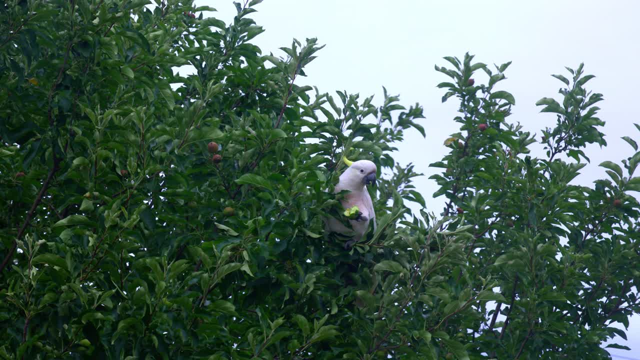 Real-time footage of a Sulphur-crested cockatoo eating an apple bite by bite in a tree. Natural feeding behaviour of this beautiful white and yellow Australian native bird consuming fresh fruit