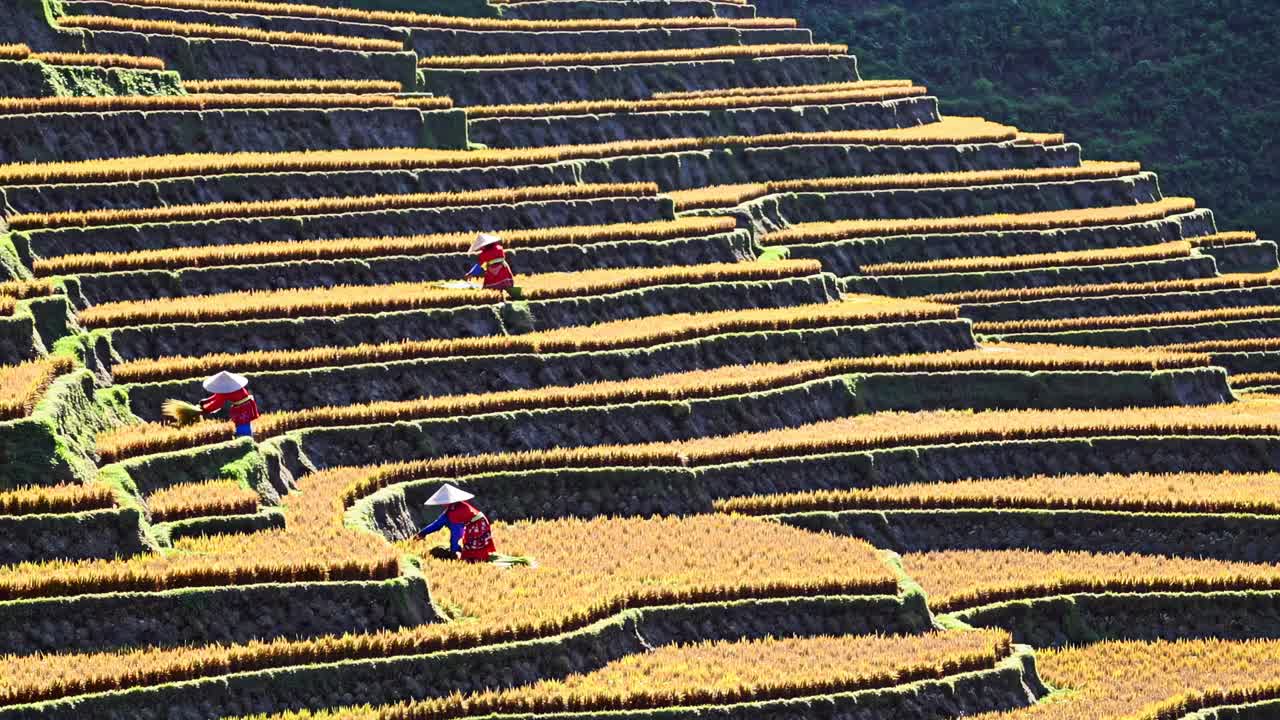 Aerial view of vibrant terraced fields with workers in traditional attire