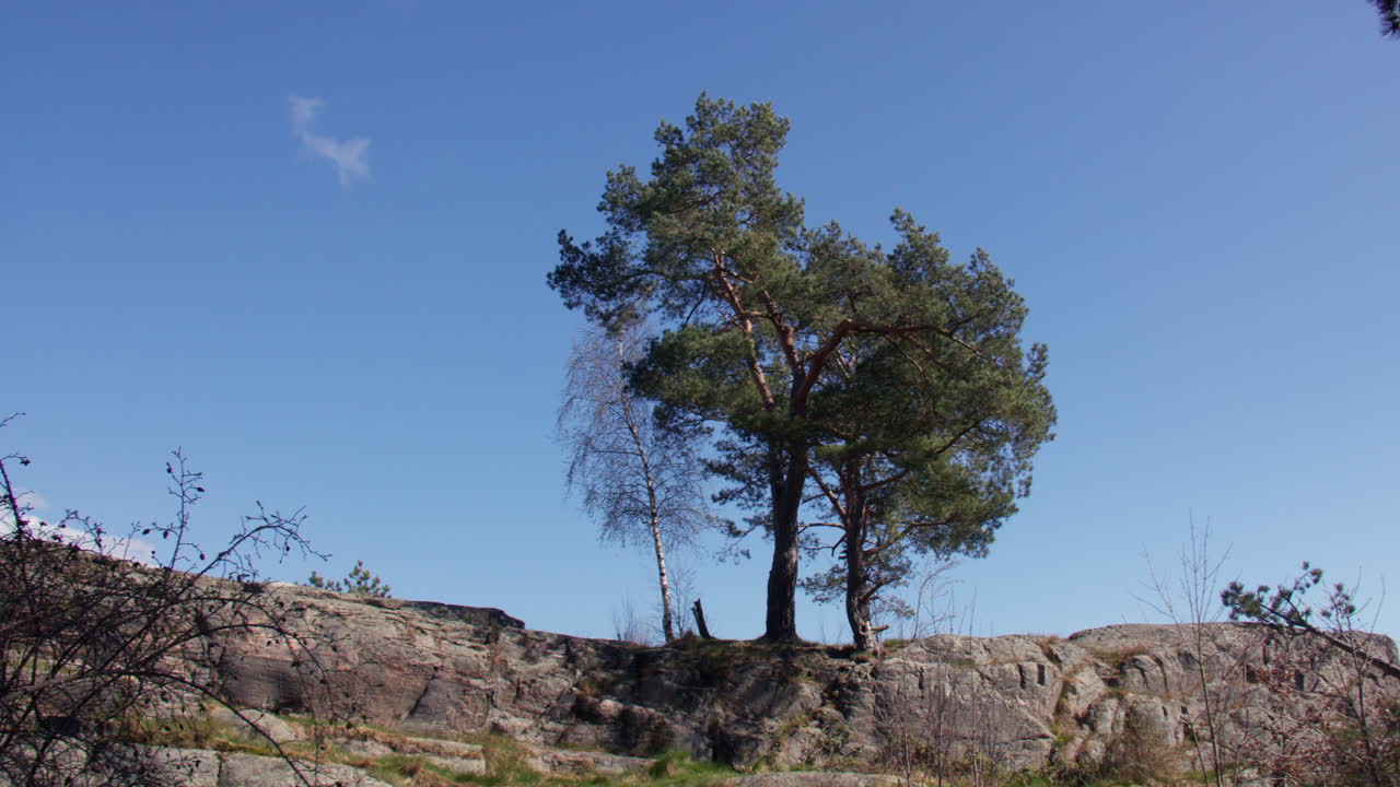 Panning shot of mature trees growing out of rocks at Odderøya, Kristiansand