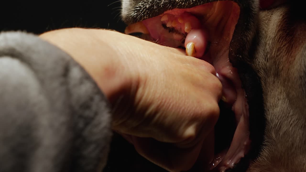 Closeup footage of dog endotracheal intubation