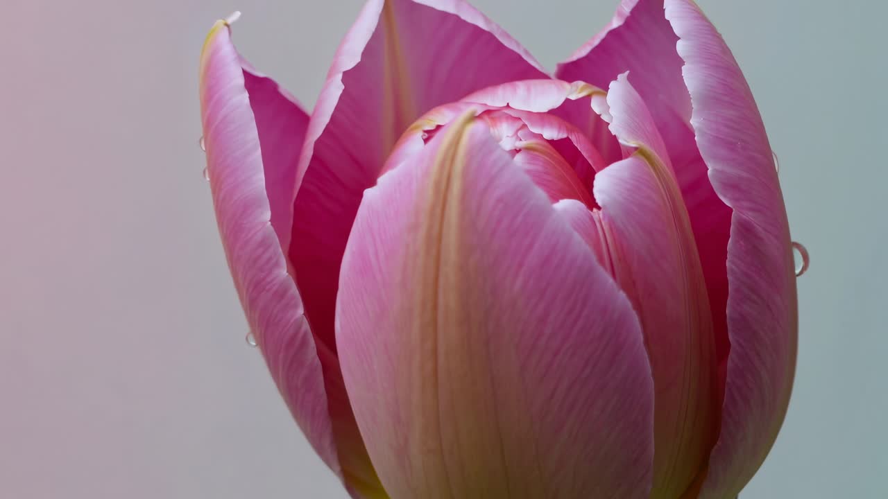 Close-up video of a pink tulip bud against a soft gradient background, showcasing delicate textures