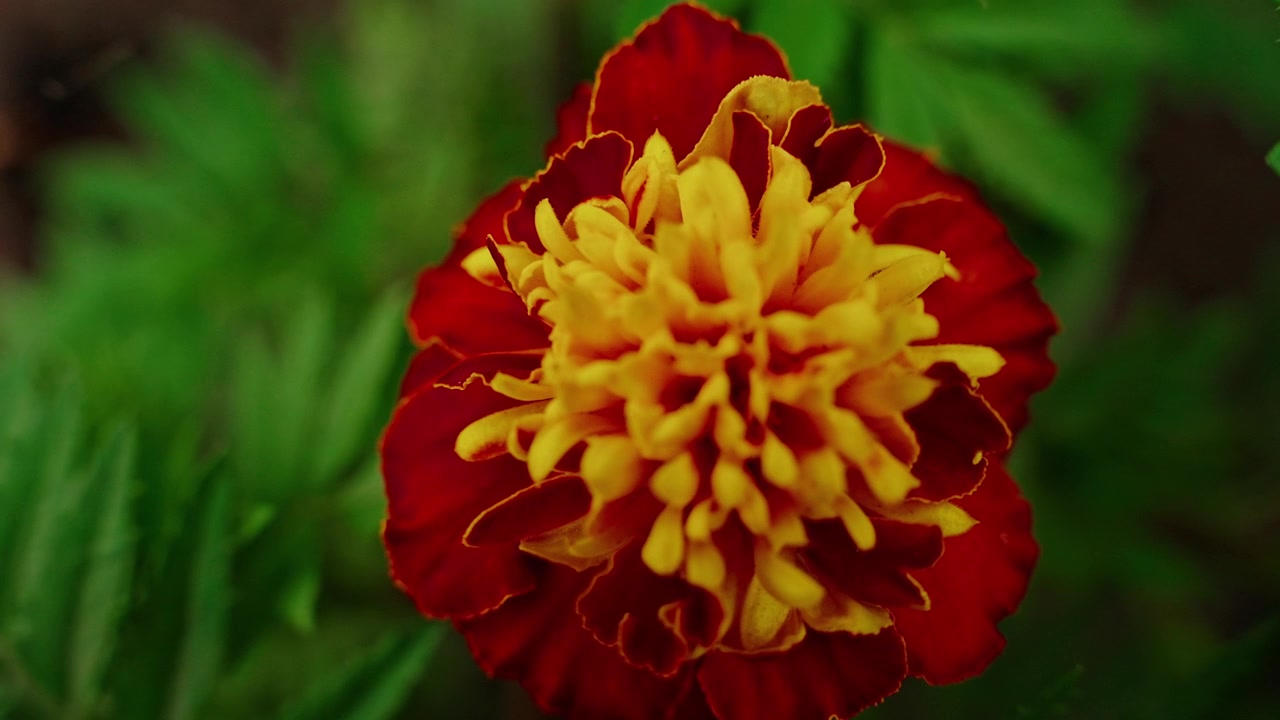 Close-up of a Vibrant Red and Yellow Marigold Flower