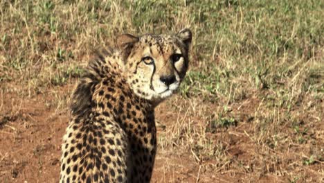 cheetah looks at the camera while sitting in a grassfield taking the sun