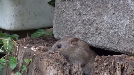 una rata noruega, rattus norvegicus, también conocida como rata marrón o rata común