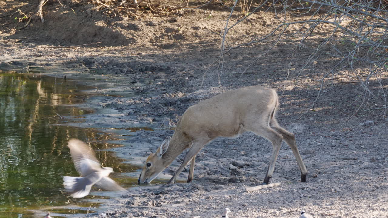duiker común bebiendo en un estanque - plano medio