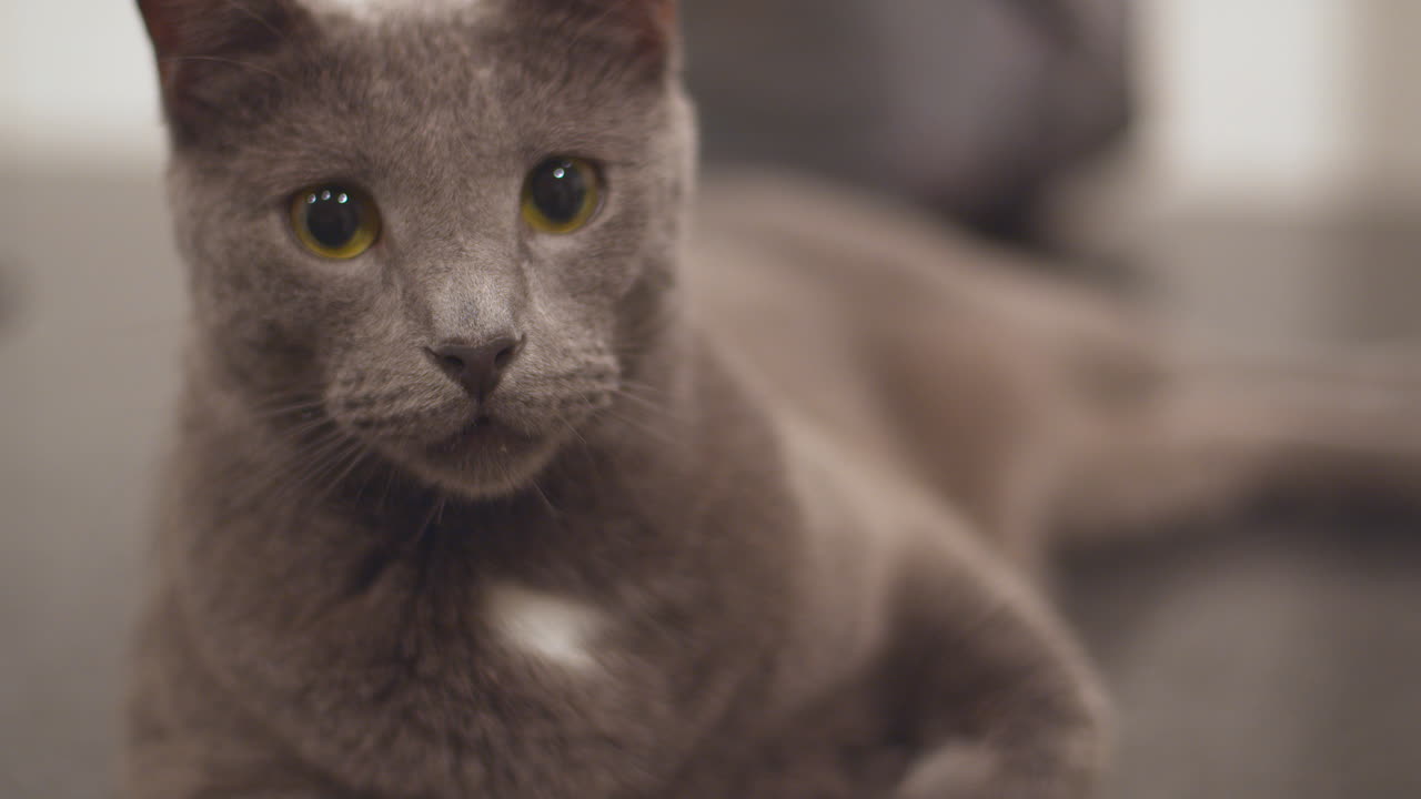 Gatto Blu di Russia sdraiato sul bancone della cucina 03