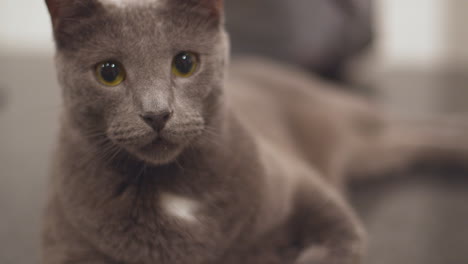 Russian-blue-house-cat-lounging-on-kitchen-countertop-03