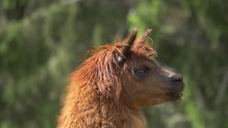 vista lateral de alpaca marrón sacudiendo moscas - tiro estático de cerca en 4k