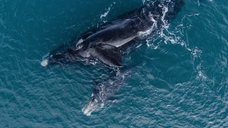 ballena franca austral madre y cría jugando en la superficie del océano, vista aérea de cerca