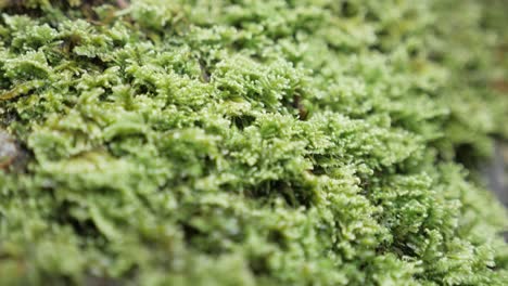 Eine-Nahaufnahme-Einer-Makro-Reiseaufnahme-über-Leuchtend-Grünem-Moos-Auf-Dem-Boden-In-Einem-Wald-In-Den-Französischen-Alpen,-Texturaufnahme