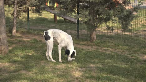 dog-sniffing-the-scent-on-the-ground