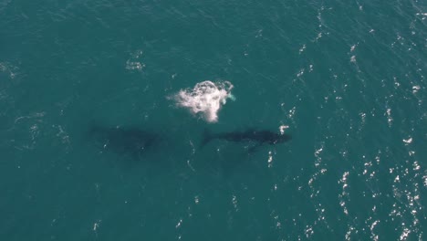 aerial footage of group of humpback whales at castle rock, western australia