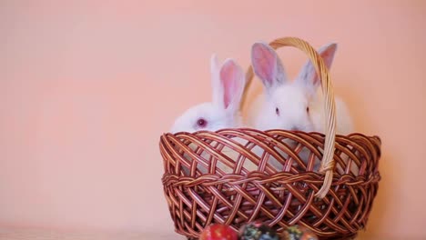two white easter bunnies in a wicker basket with decorated eggs