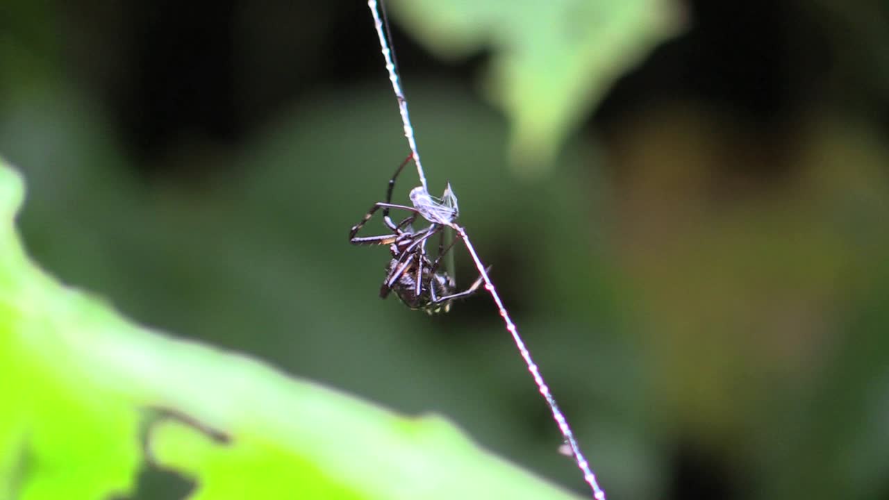 Filmato ravvicinato di un ragno nella foresta pluviale della Costa Rica che tesse la sua tela attorno a un insetto catturato. Il comportamento naturale evidenzia l'interazione predatore-preda e l'intricato processo di costruzione della ragnatela