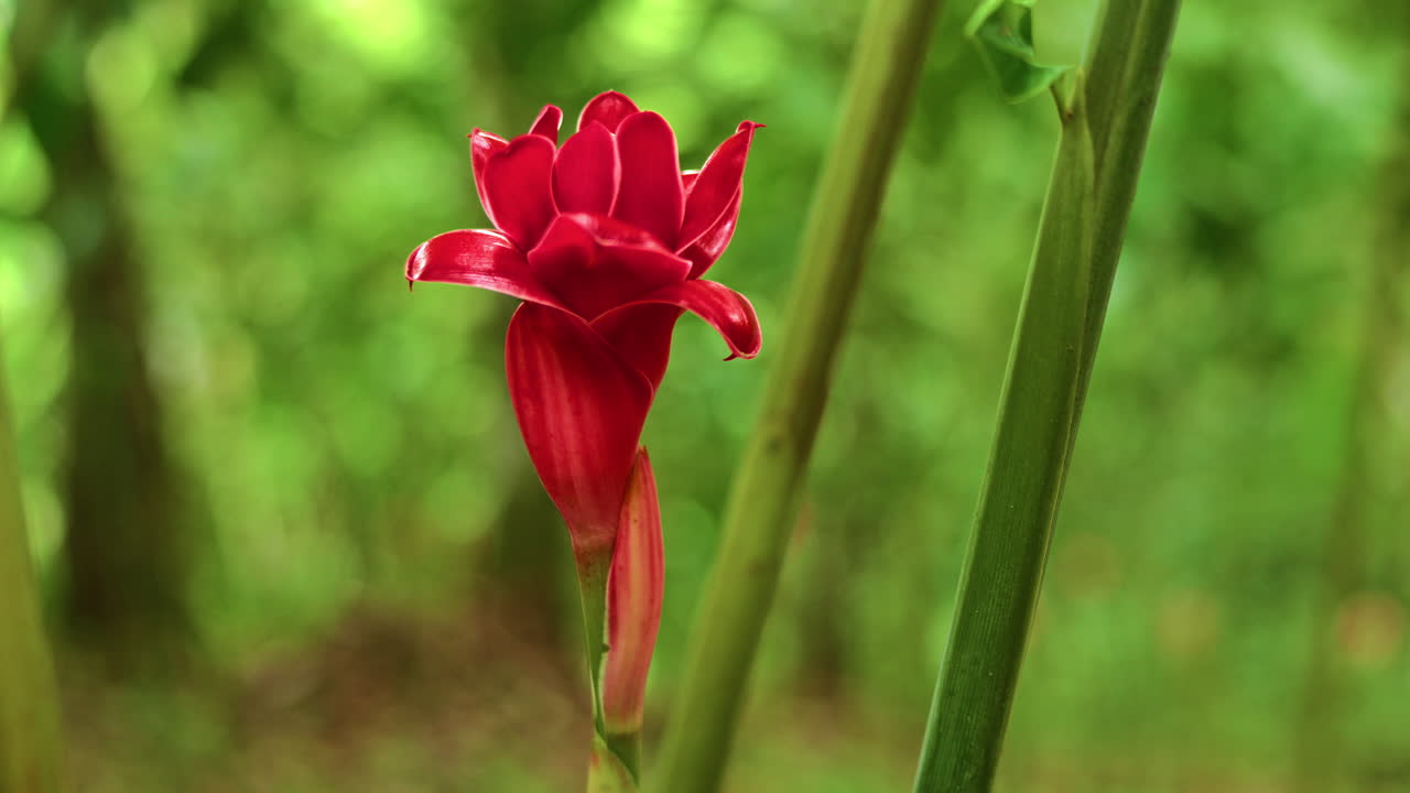 Slow-motion close-up shot of a juvenile Torch Ginger flower growing in the forest