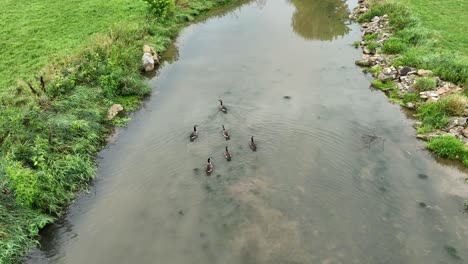 A-high-angle-view-of-some-Canada-geese-swimming-in-a-small-stream