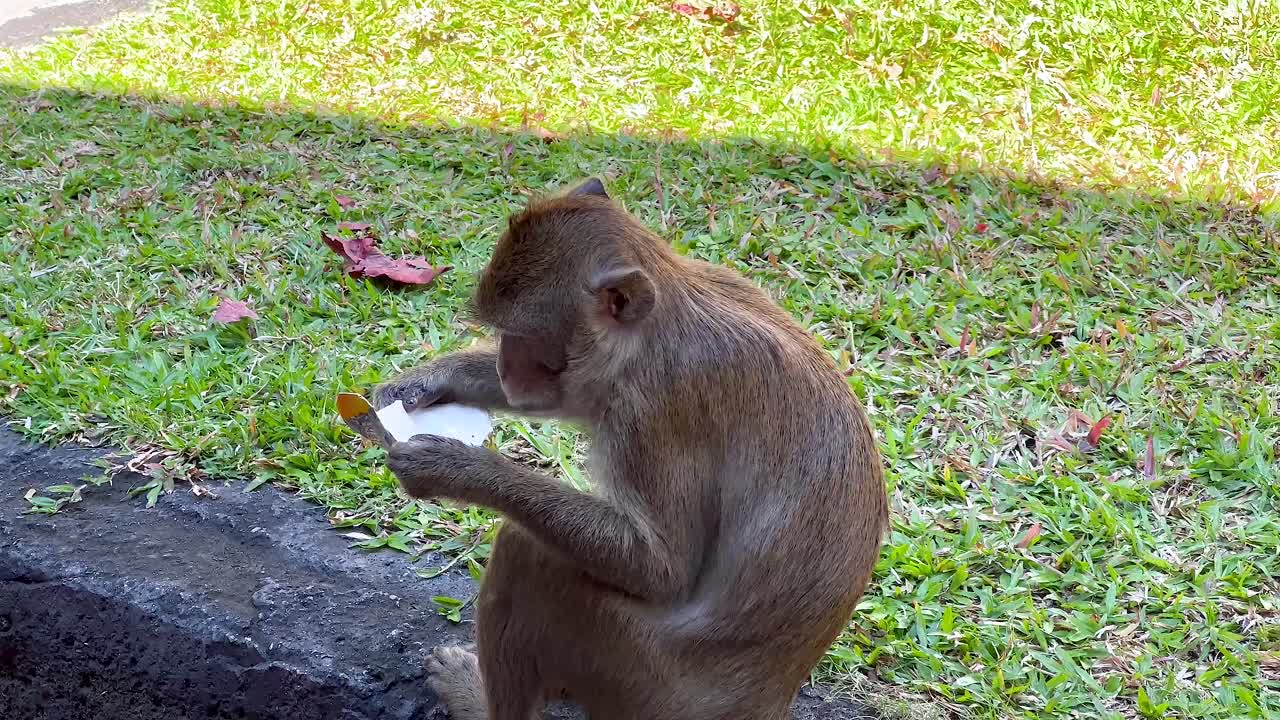 mono comiendo e interactuando con la comida en el zoológico