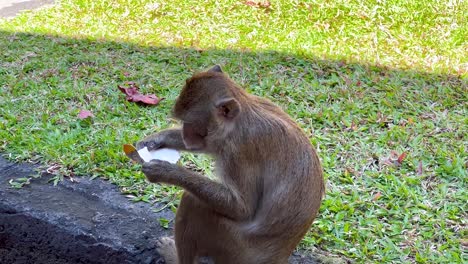 monkey eating and interacting with food at zoo