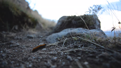 a caterpillar crawling through the dirt on a mountain top