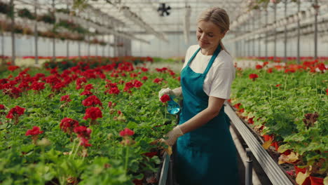 woman cares for red flowers in a greenhouse