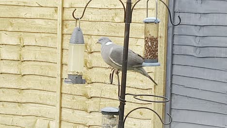 Taube-Auf-Einer-Futterstation-Für-Gartenvögel,-Die-Sich-Ausdehnt,-Um-Samen-In-Einem-Hängenden-Futterhäuschen-Während-Eines-Schneegestöbers-In-Großbritannien-Im-Februar-2022-Zu-Erreichen