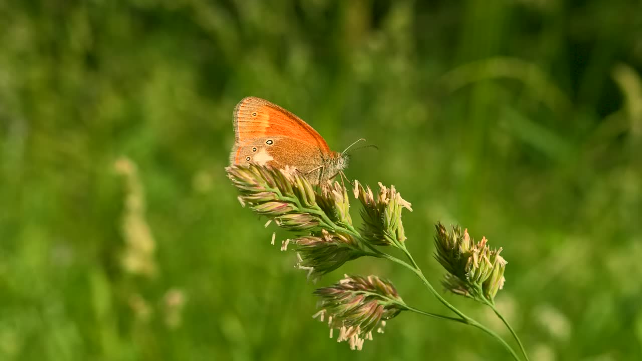 풀 위에 있는 오렌지색 나비