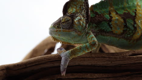 chameleon walks across shaky tree branch - close up side profile