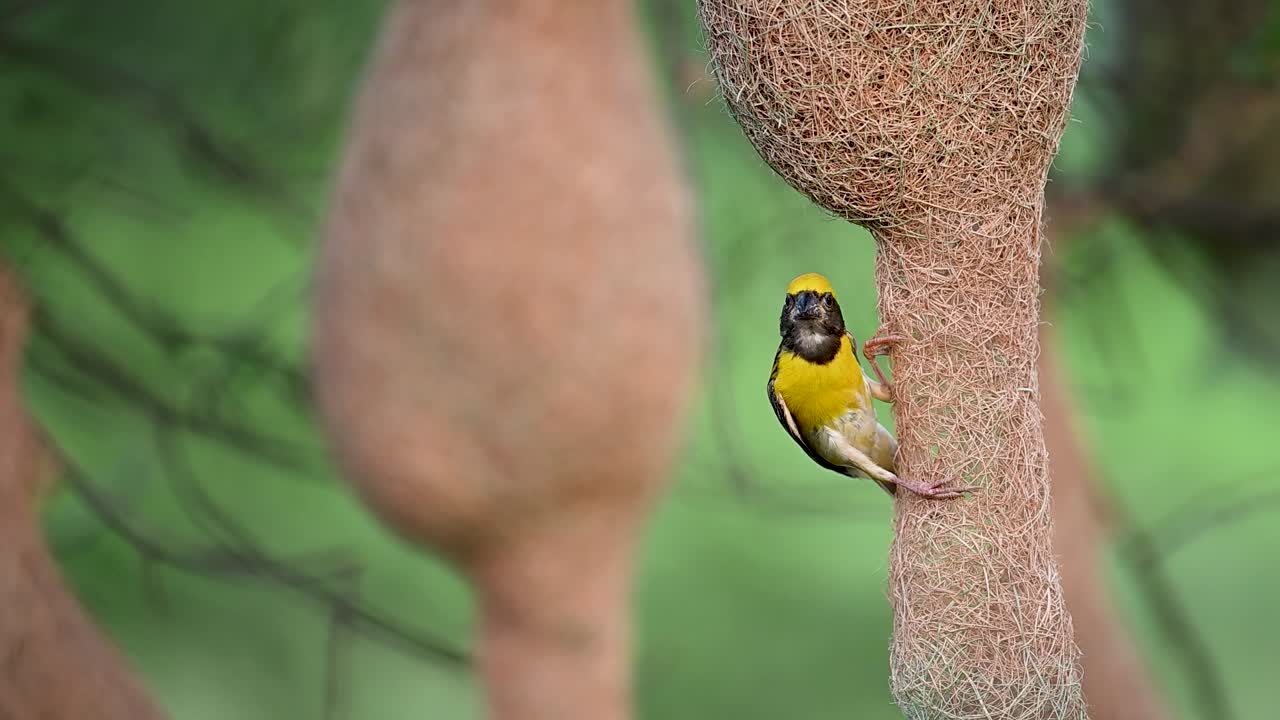 Small bird clings tightly to nest while weaving structure