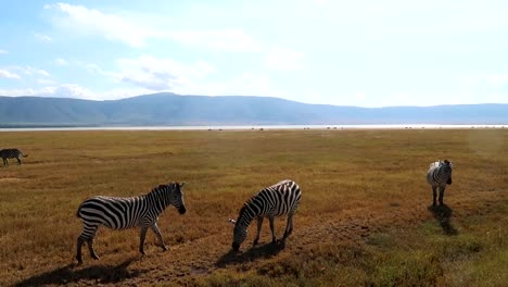 amplia toma de una manada de cebras pastando en primer plano en el cráter de ngorongoro llanuras interminables con un volcán en el fondo